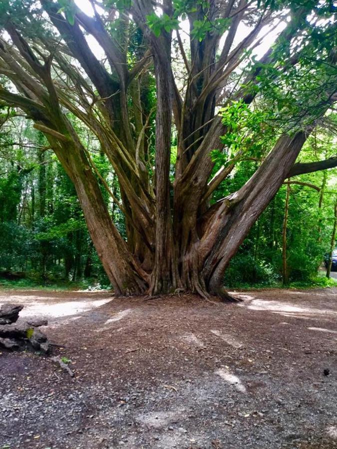 Abbeycourt Kenmare Kerry Hotell Eksteriør bilde